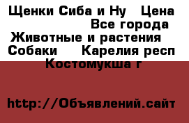 Щенки Сиба и Ну › Цена ­ 35000-85000 - Все города Животные и растения » Собаки   . Карелия респ.,Костомукша г.